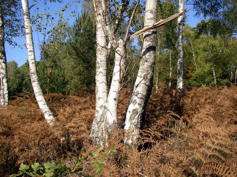 Arbres remarquables 02